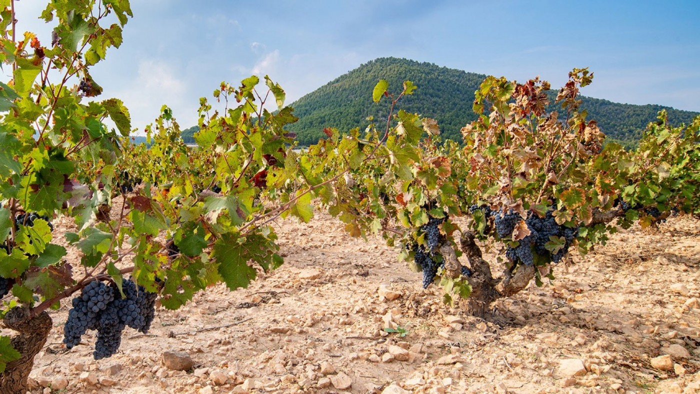 Las Rutas del Vino de Murcia impulsan una guía digital para promocionarse a nivel internacional
