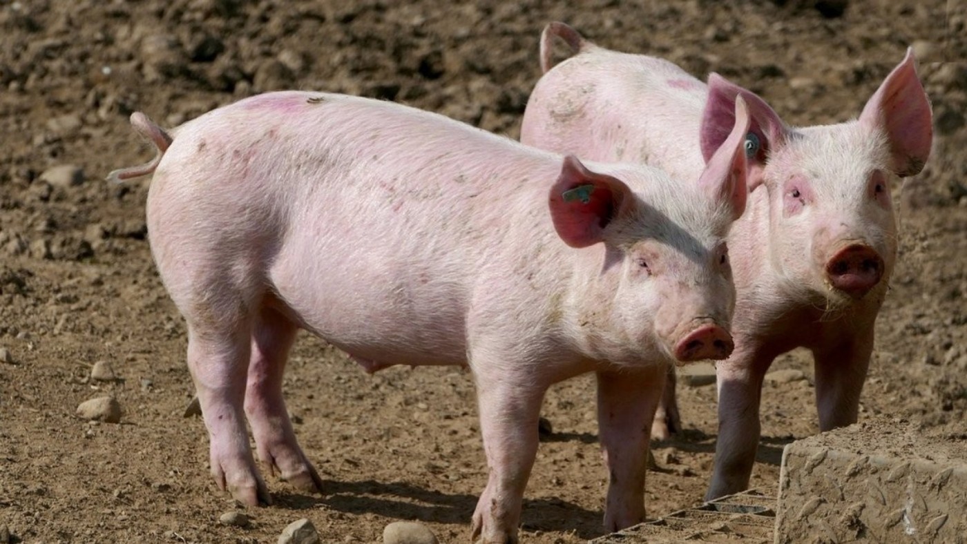 El mercado chino seguirá comprando porcino español por regiones