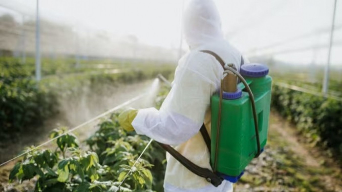 Ecologistas alertan del aumento de residuos de plaguicidas en la fruta consumida en España