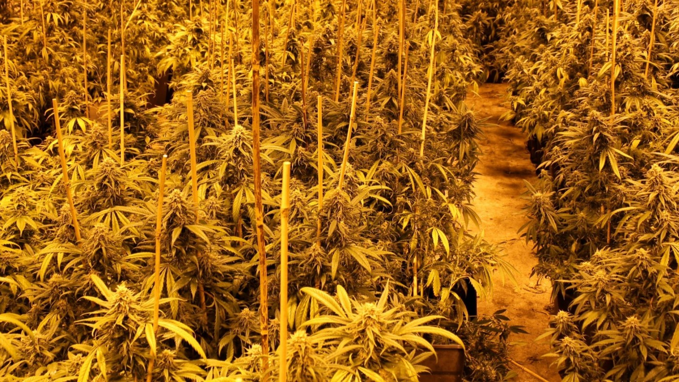 Dos detenidos con 520 plantas de marihuana en un almacén de Fuente Álamo