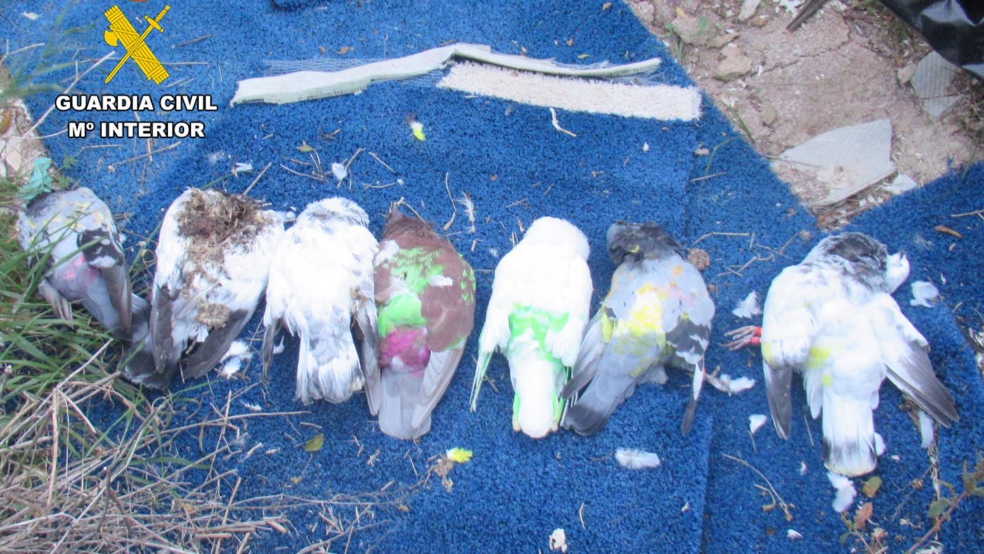 Investigado un aficionado a la colombicultura en Murcia por abandono de palomos deportivos