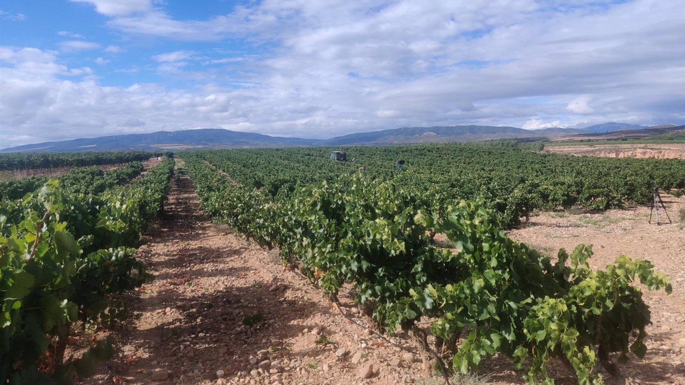 La Comunidad aumenta un 20% las ayudas a los agricultores que contraten un seguro agrario