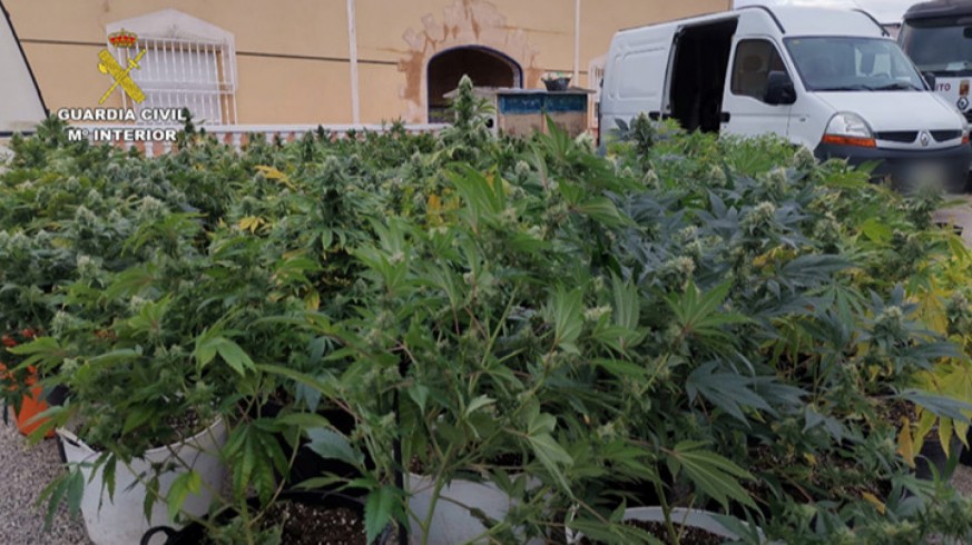 Desarticulada una banda que cultivaba y vendía marihuana a gran escala en Murcia