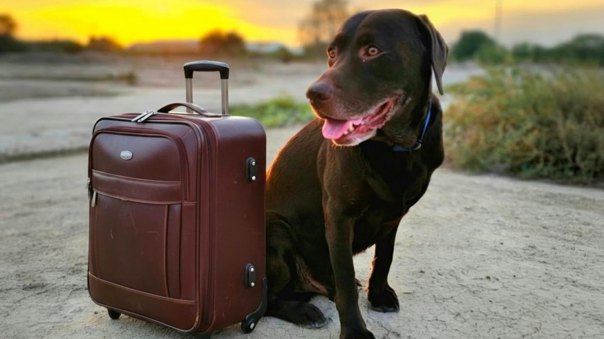 Animalicos, con Rosa Sánchez. Requisitos legales y retos logísticos para viajar con mascotas
