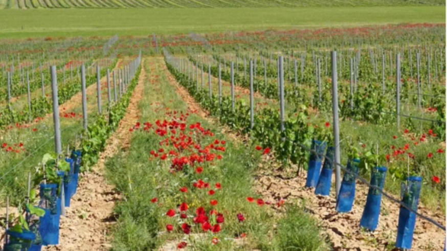 Frutos secos, viñedos y cítricos lideran la agricultura ecológica de la Región de Murcia