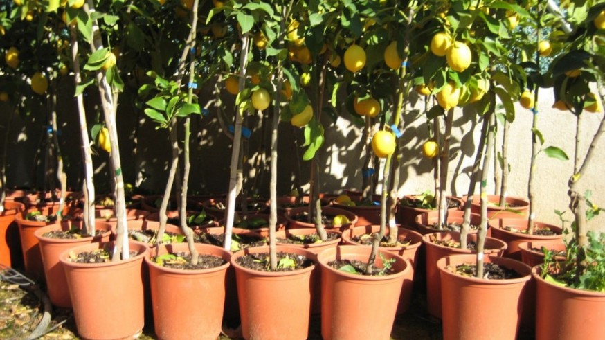 VIVA LA RADIO. Martes verde. Naranjos y limoneros: una seña de identidad... que podemos cultivar dentro de casa