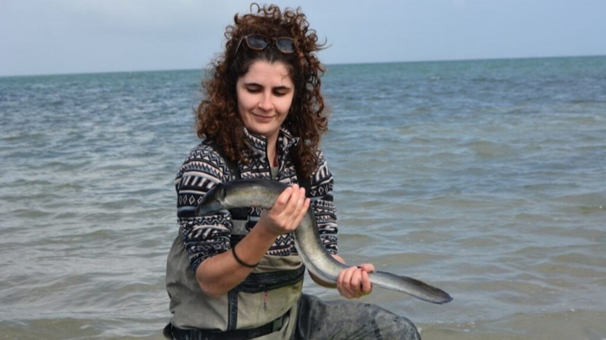 La población de anguila desciende un 90% en aguas europeas