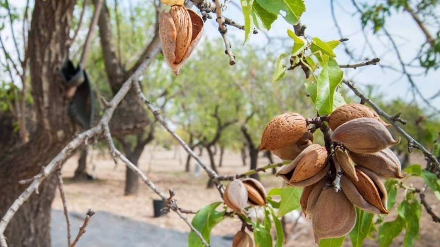 El gobierno destina casi 7 millones de euros a los agricultores de frutos de cáscara de la región