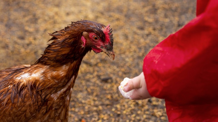 Una cita con Sherlock Health. Christian de la Fe. El fotoperíodo en los animales. ¿Se pudieron ver afectados por el apagón de ayer?