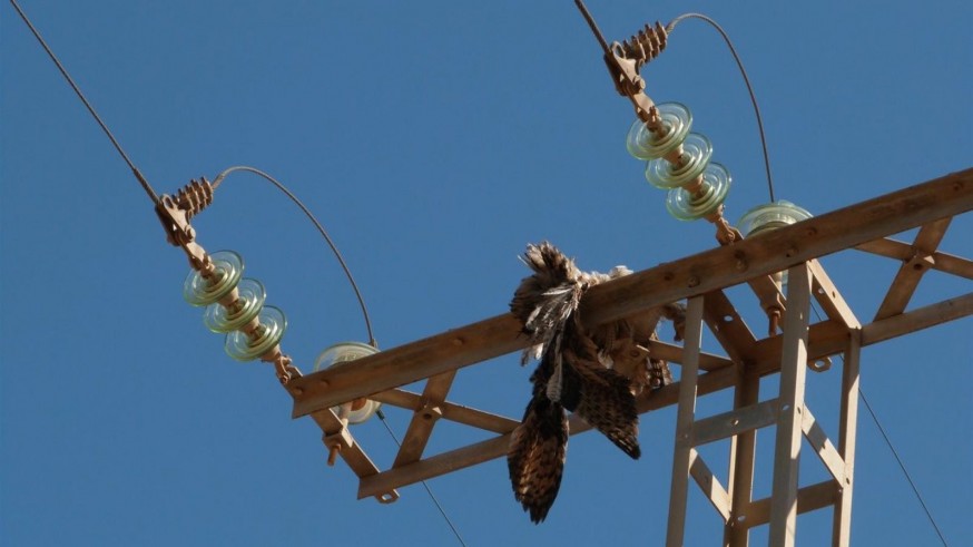 Los tendidos eléctricos sin acondicionar matan al menos 1.000 aves en los últimos años en la Región de Murcia