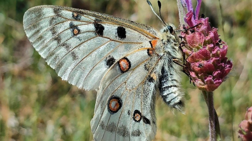 Programa para estudiar las mariposas del sureste español