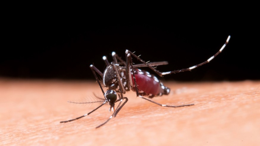Alertan de la expansión 'desatada' del mosquito tigre en España