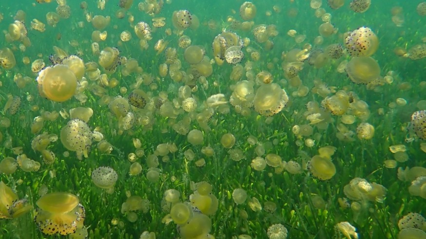 Las medusas perturban el baño en Playa Paraíso