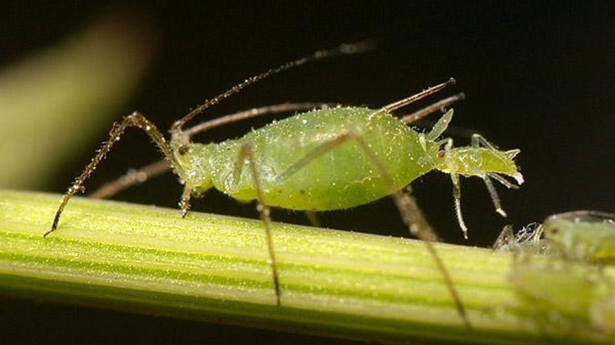 El PP lleva al Senado la plaga del pulgón que azota los cultivos murcianos