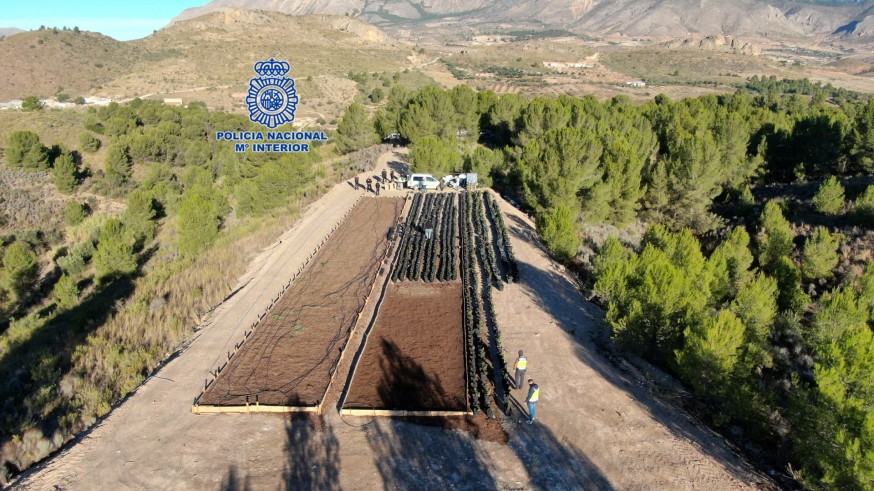 Desmantelado un cultivo de marihuana con casi 1.100 plantas en Lorca 