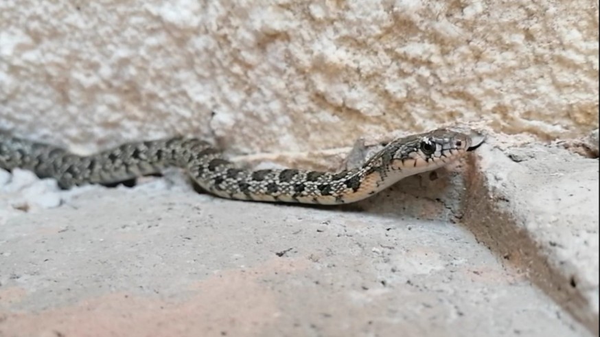 Serpiente de herradura. Foto: Ayto. Lorca