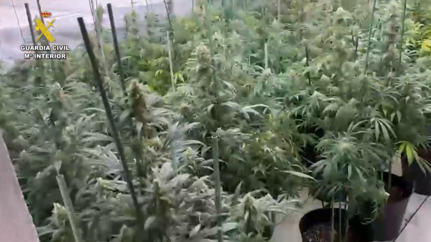 Desarticulan un grupo criminal dedicado a la venta de droga en San Javier y San Pedro del Pinatar