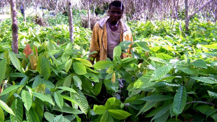 LA ÚLTIMA NOCHE. El colegio Severo Ochoa planta un bosque en Camerún