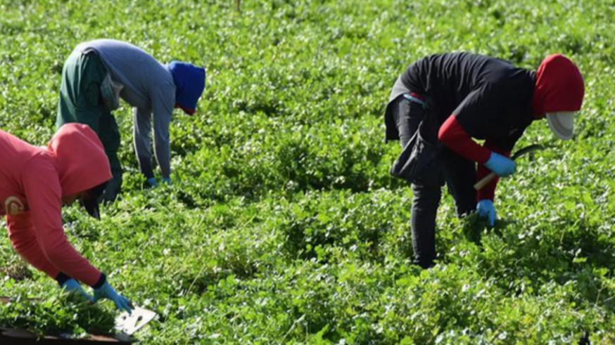 "La mayoría de los trabajadores agrícolas no percibe el Salario Mínimo Interprofesional"