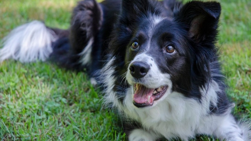 El seguro y el curso para tener perro, en el limbo burocrático dos años después