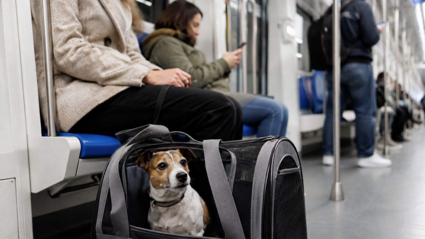 Murcia prepara una norma para regular el acceso de mascotas al transporte público