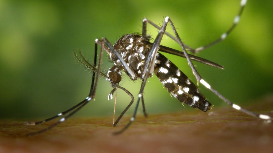 Salud pide ayuda ciudadana para evitar las enfermedades del mosquito tigre