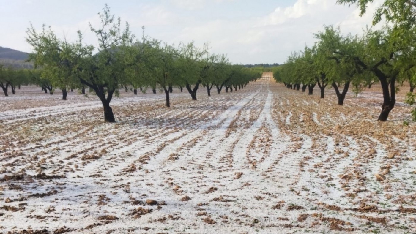 El granizo ha afectado a plantaciones de almendro y pistacho en Caravaca y Moratalla