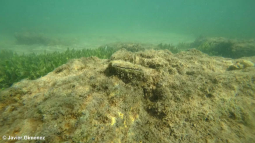 Las ostras ayudarían al filtrado de nitrados en aguas del Mar Menor según el IEO