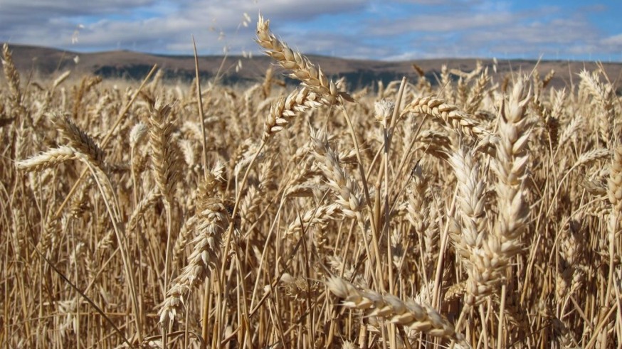 Tercer año de pérdida de cosecha del cereal de la Región 