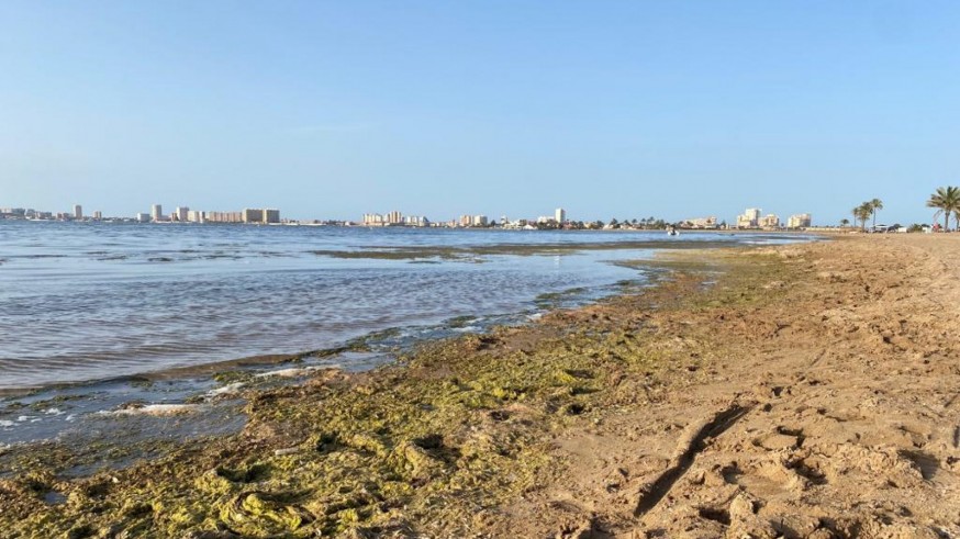 El consejero de Salud asegura que todas las playas del Mar Menor son "aptas para el baño"