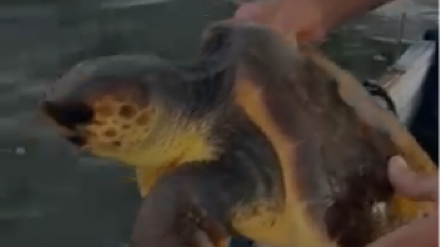 Encuentran una tortuga boba en las redes de los pescadores en el Mar Menor