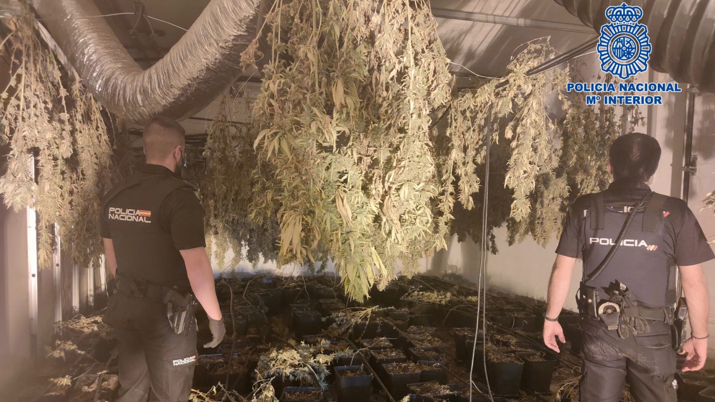 VIDEO | La Policía desmantela un plantación con 765 plantas de marihuana en Lorca