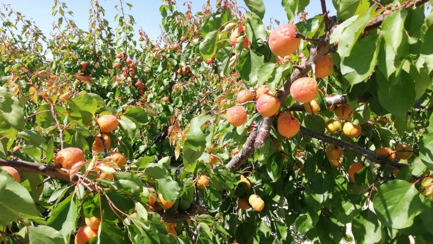 Crecen hasta los 92 millones las indemnizaciones de Agroseguro 