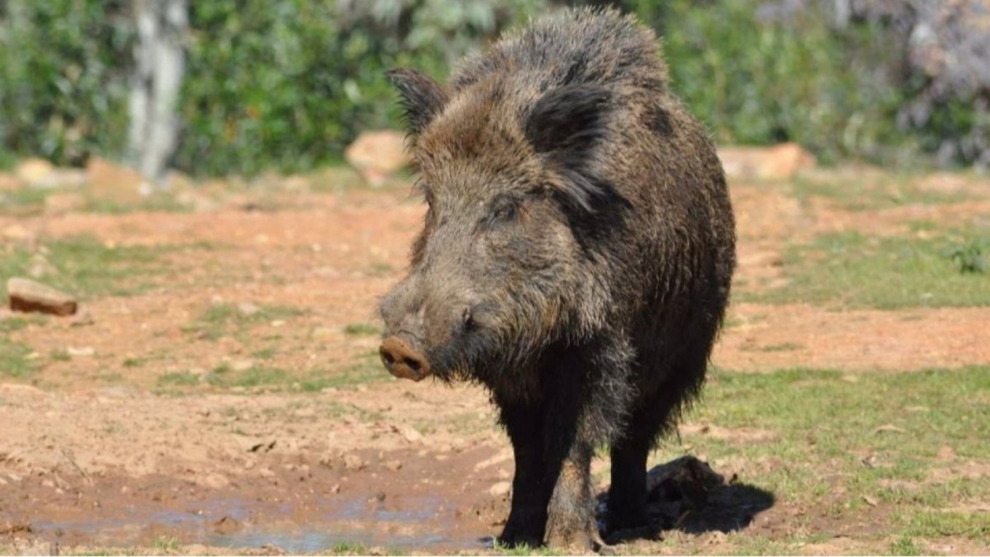 Detectados cuatro nuevos casos de peste porcina en jabalís en Barcelona