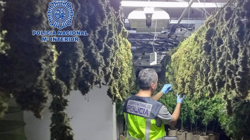 Detenidos los 20 responsables de 8 plantaciones marihuana en la Región