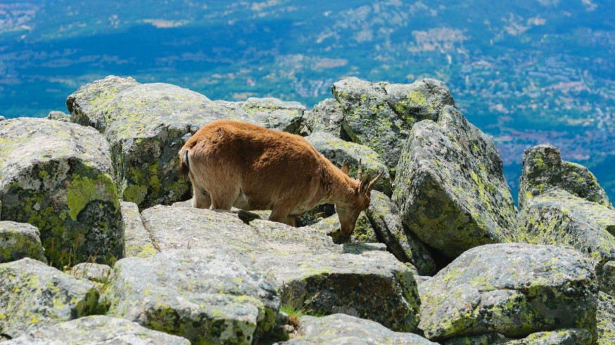 La Magia de las Plantas, con Diego Rivera. Etnoveterinaria