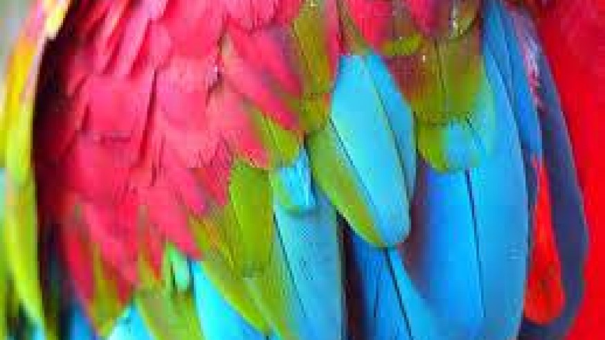 VIVA LA RADIO. El color del plumaje de las aves depende de la forma en que vibran sus moléculas