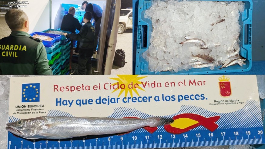 La Guardia Civil incauta más de 20 kg de merluza de talla ilegal en Murcia