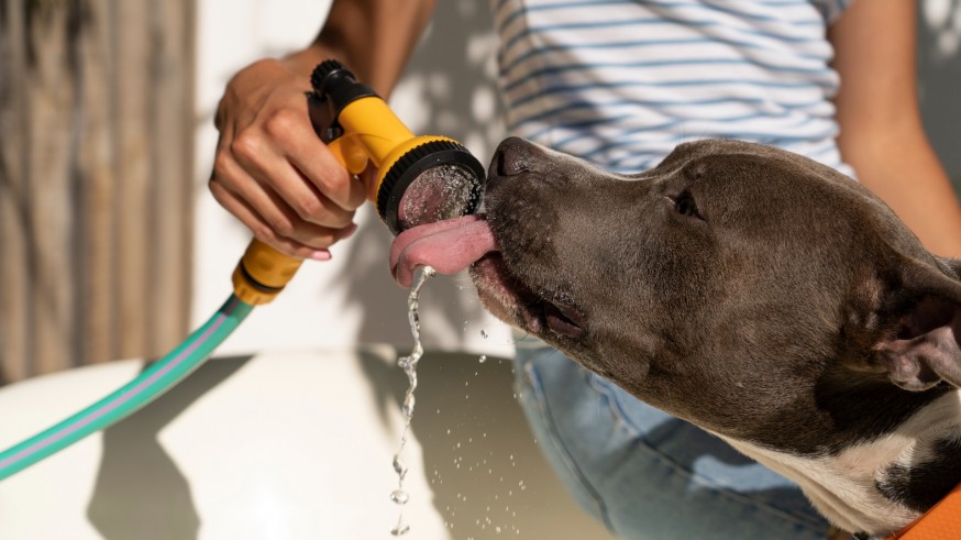 Animalicos: qué hacer con nuestras mascotas ante el calor intenso
