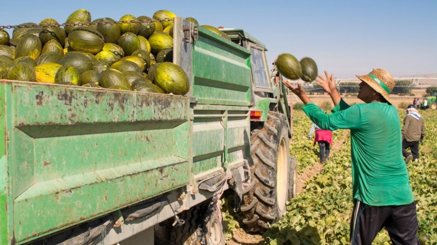 Cae el precio de los melones y las sandías producidos en la Región