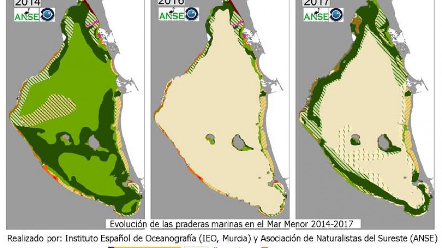 Evolución de las praderas marinas del Mar Menor (foto: ANSE-IEO)