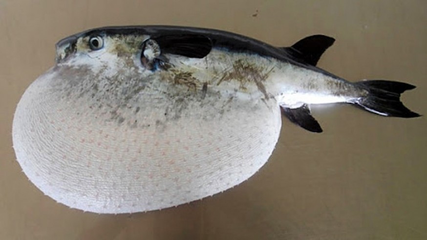 En Veneno me dieras hablamos con Miguel Motas del Lagocephalus lagocephalus, el pez más tóxico de España