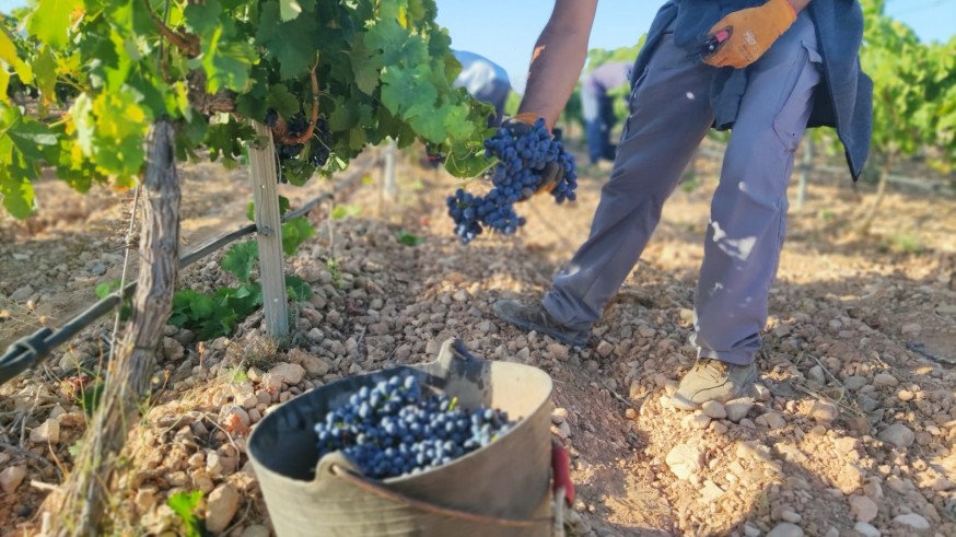 La vendimia en las variedades blancas de la Denominación de Origen Vino Jumilla se adelanta por la sequía