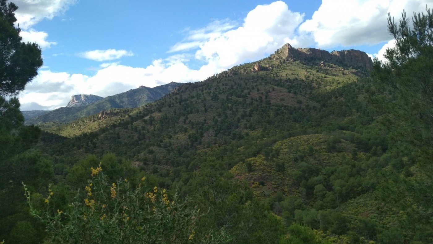 La Comunidad impulsa un proyecto para preservar la flora protegida y los árboles monumentales de Sierra Espuña