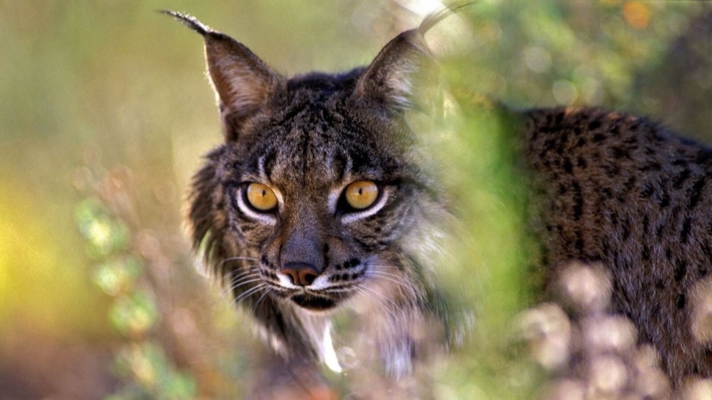 Ecologistas pide aprobar un plan de recuperación del lince ibérico en la Región de Murcia