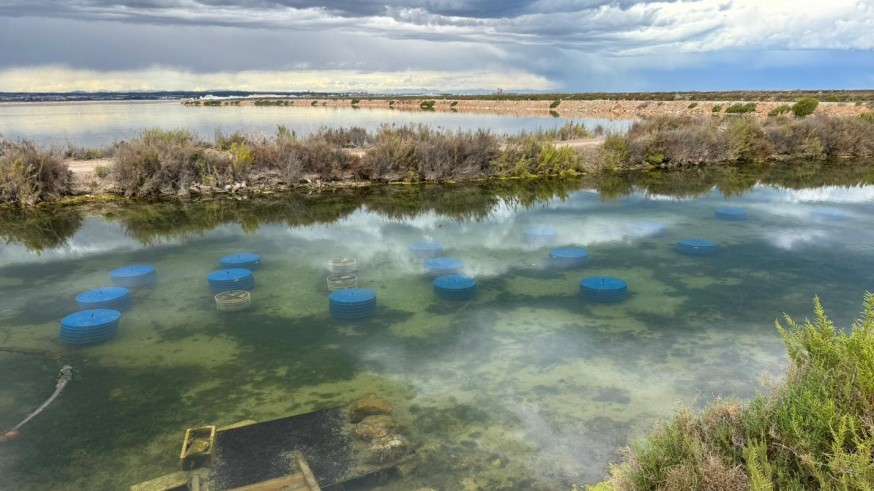 Recuperan las ostras robadas en el Mar Menor