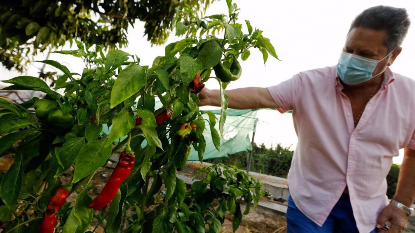 Agricultor mostrando una plantación de pimiento