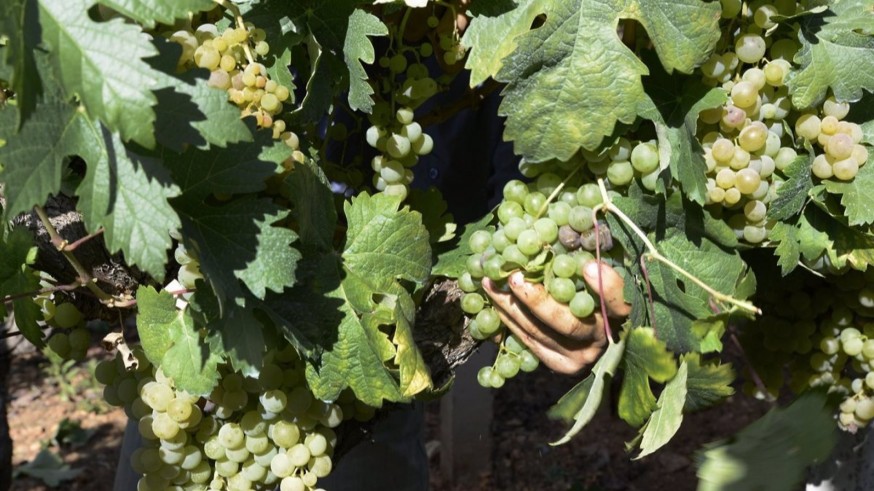 La Región de Murcia recibe 2´7 millones de euros para el sector del vino y el consumo escolar de frutas