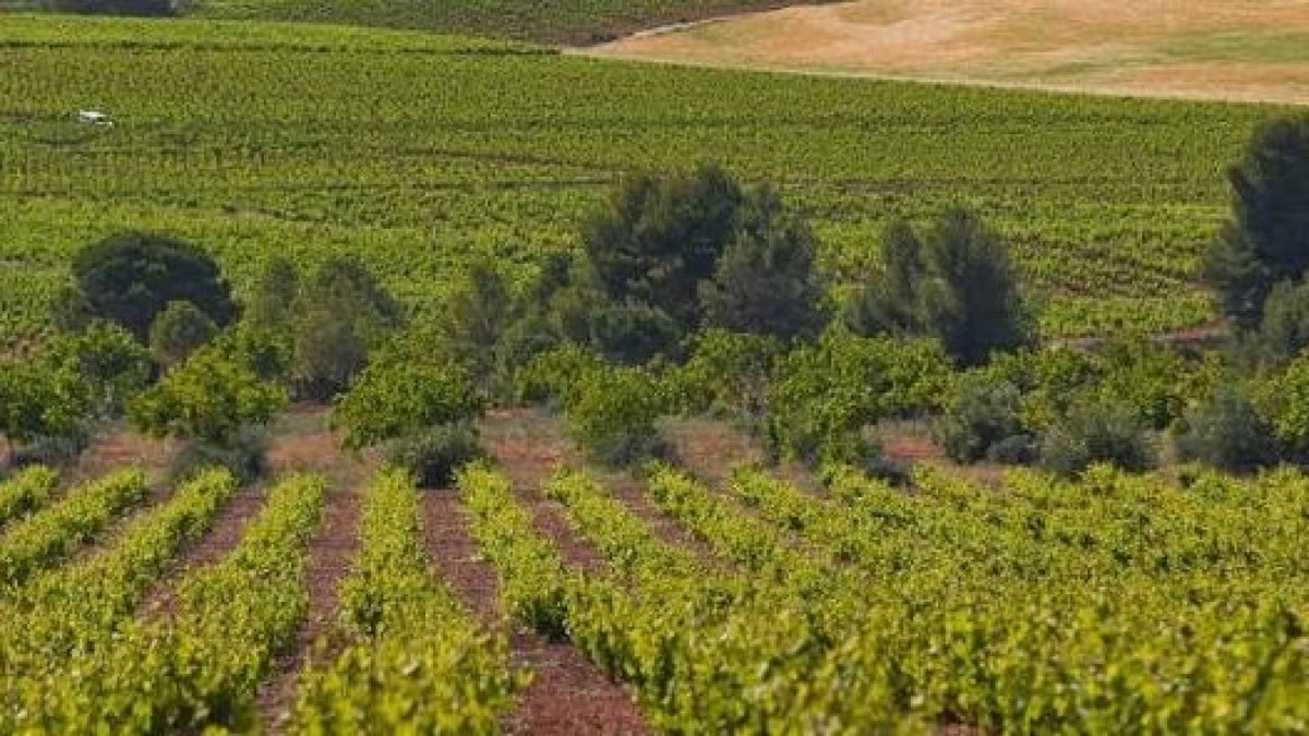 La Ruta del Vino de Bullas inaugura un verano 2026 lleno de experiencias entre viñedos y estrellas