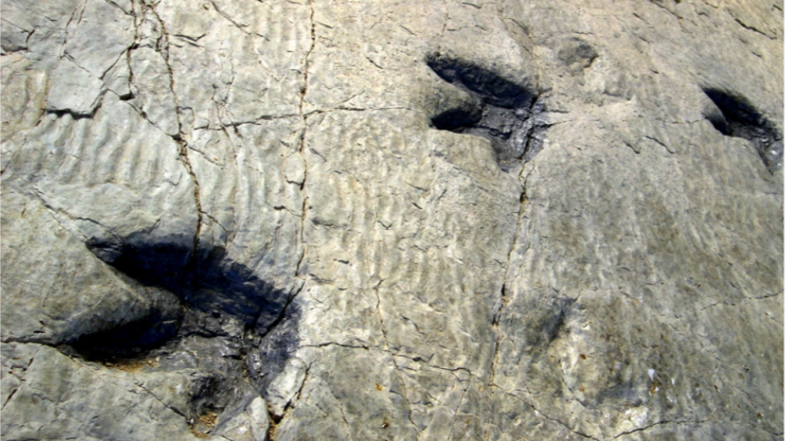 El yacimiento de la Sierra de las Cabras en Jumilla podría tener una antigüedad de 7 millones de años